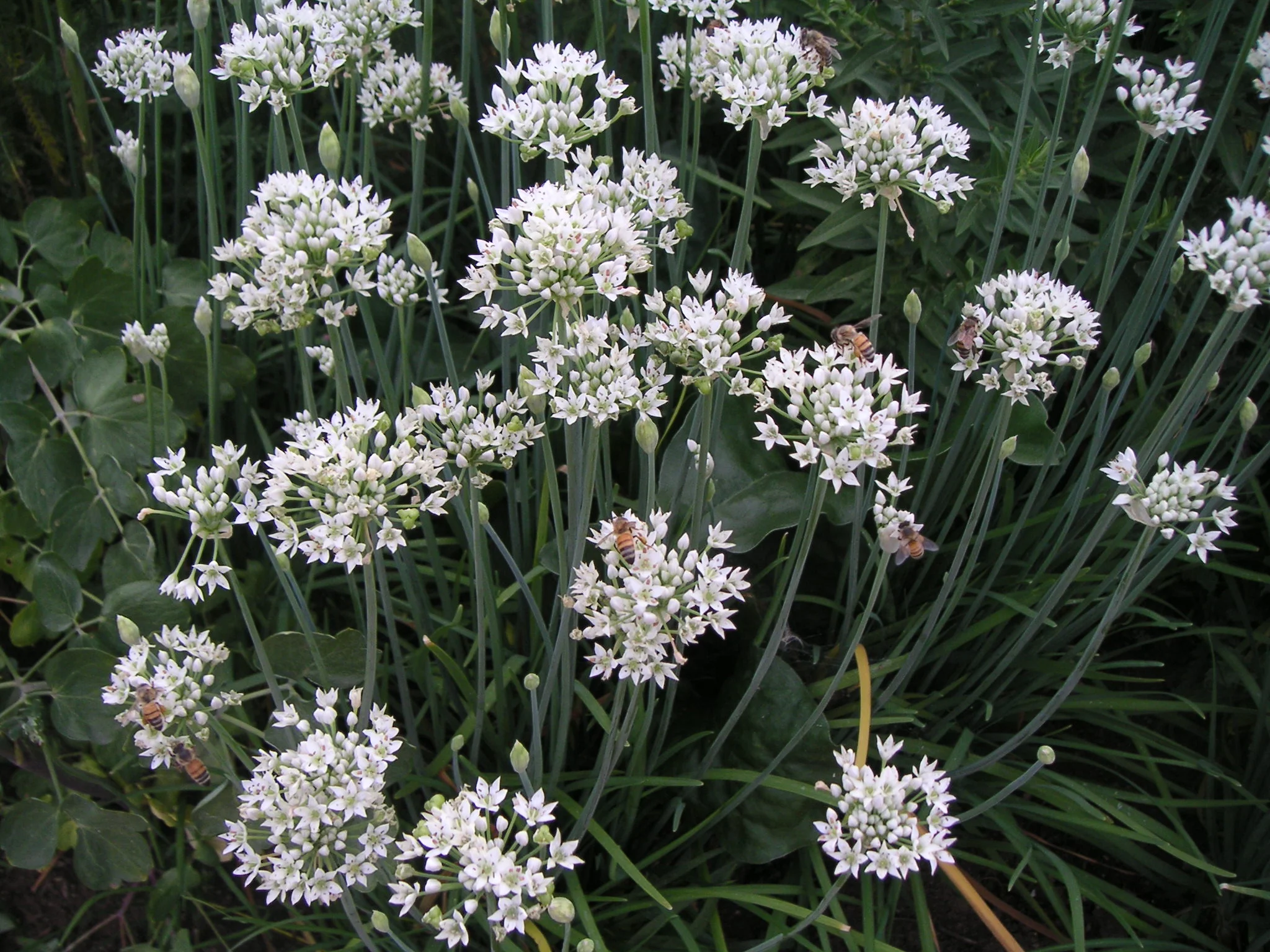 allium-sativum_bloem-garlic