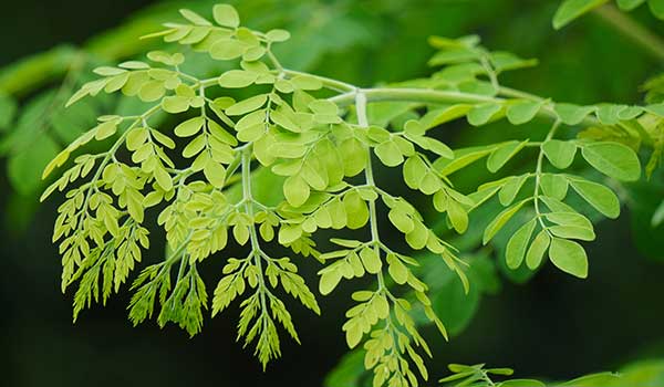 moringa-tree-seedmart-australia