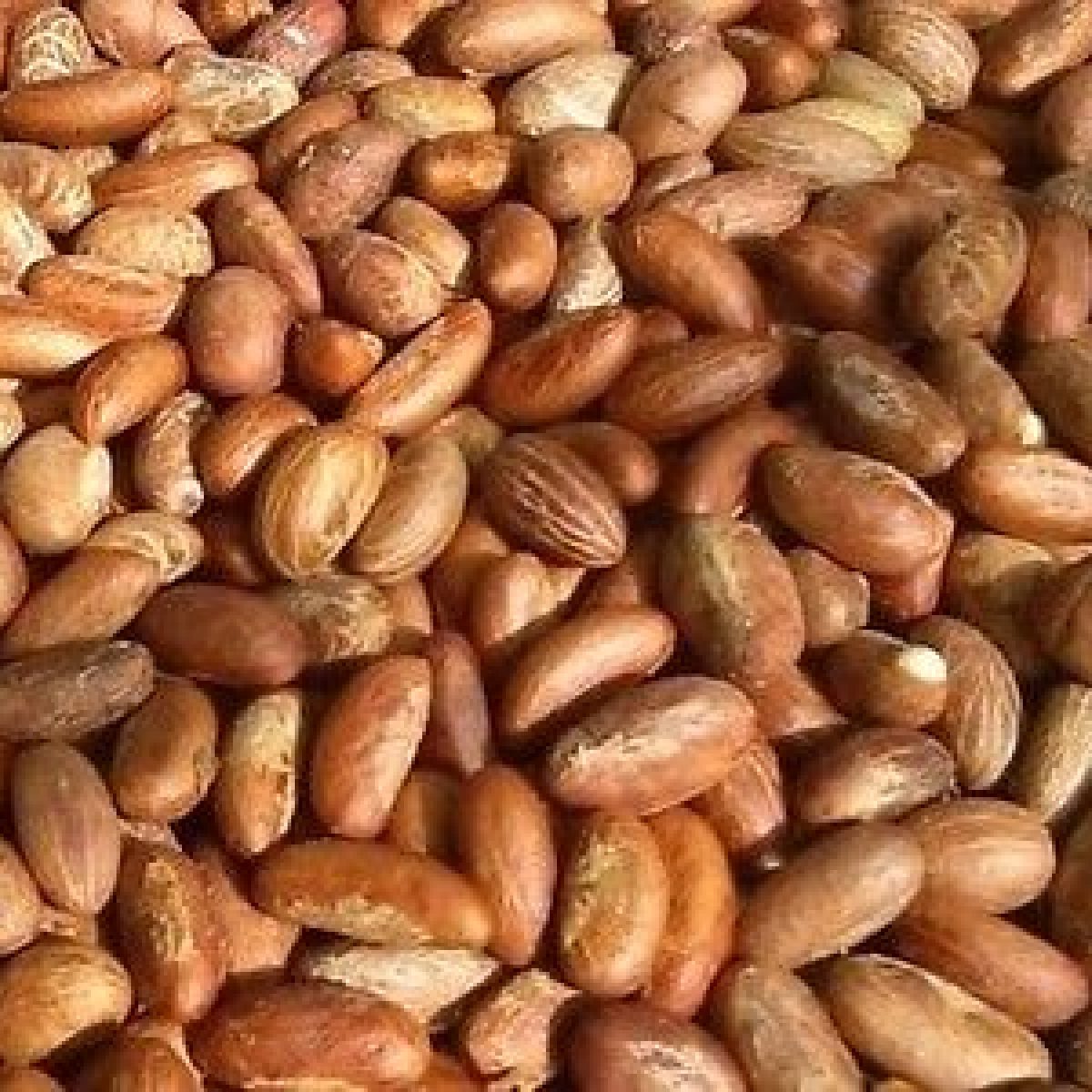 Bitter-Kola-Garcinia-Kola-Top-Exporter-Supplier-Neogric-Redefining-Africas-Agric-Supply-Chain-1